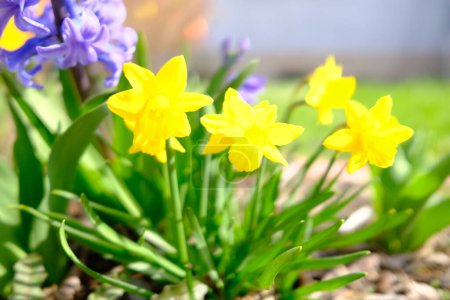 Foto de Hermosas flores amarillas en el jardín. Fondo floral - Imagen libre de derechos