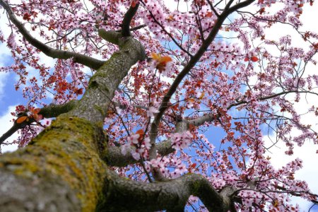 Téléchargez les photos : Belle fleur d'arbre contre le ciel bleu - en image libre de droit