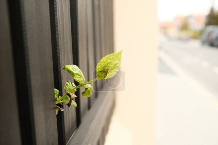 Photo for Green leaves growing through wooden fence in city - Royalty Free Image