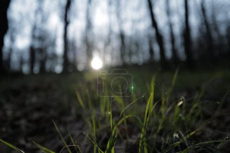 Téléchargez les photos : Matin brumeux au lever du soleil dans la forêt - en image libre de droit