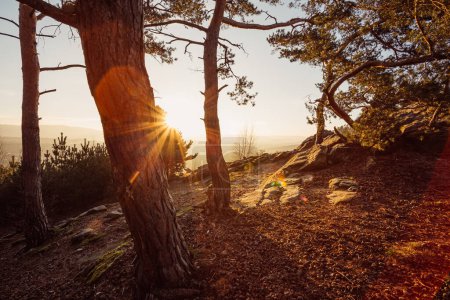 Téléchargez les photos : Magnifique coucher de soleil en forêt. Contexte naturel - en image libre de droit