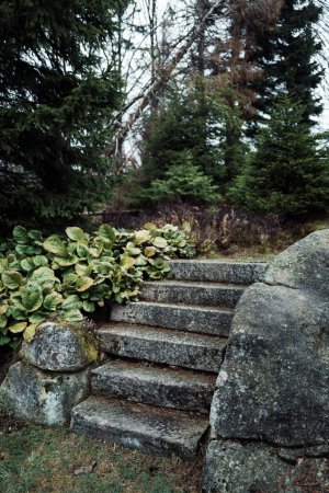 Photo for Rocks staircase with moss covered plants - Royalty Free Image