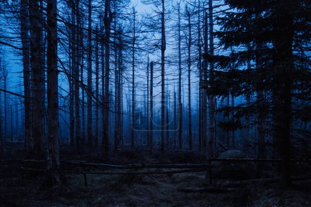 Wald im Nebel. dunkler Nachthimmel.