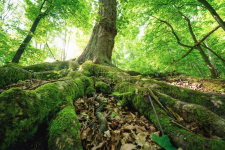 Téléchargez les photos : Forêt verte en été - en image libre de droit