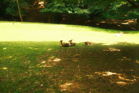 Téléchargez les photos : Cerfs couchés sur la prairie verte dans l'ombre des arbres - en image libre de droit