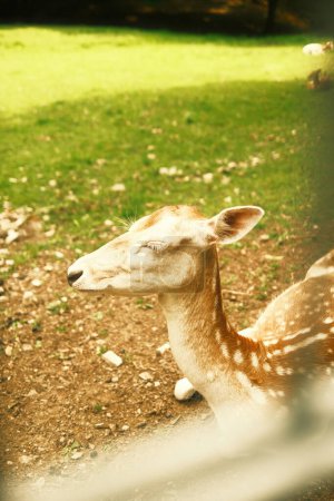 Foto de Una hermosa toma de un ciervo en un parque - Imagen libre de derechos