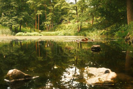 Téléchargez les photos : Belle vue sur la forêt lacustre. Contexte naturel - en image libre de droit