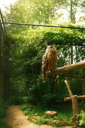 Téléchargez les photos : Un gros plan d'une belle chouette assise sur une branche dans un zoo - en image libre de droit