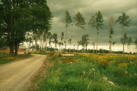 Téléchargez les photos : Grands pins poussant le long de la route rurale - en image libre de droit