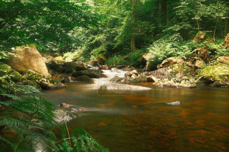 Photo for Beautiful view of the nature. Small river in forest - Royalty Free Image