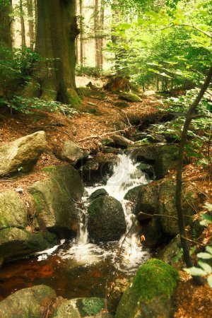 Téléchargez les photos : Belle petite cascade dans la forêt, fond nature - en image libre de droit