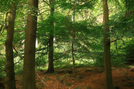 Téléchargez les photos : Forêt verte le matin, arrière-plan nature - en image libre de droit