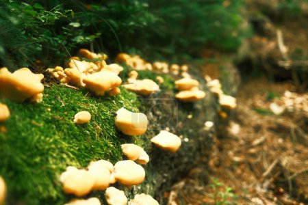 Photo for Close up view of mushrooms in the forest, nature background - Royalty Free Image