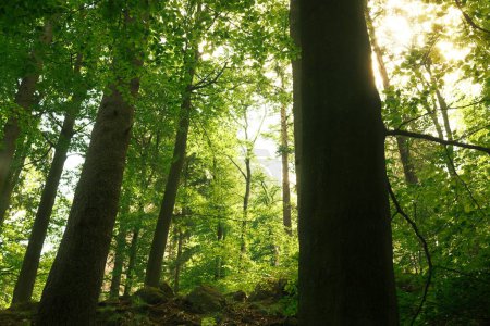 Téléchargez les photos : Un beau plan d'arbres verts dans la forêt - en image libre de droit