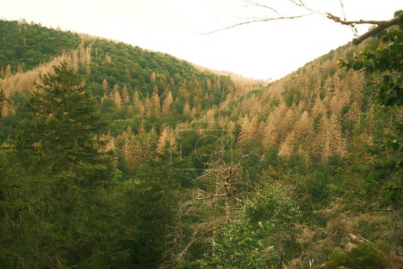Téléchargez les photos : Belle forêt dans les montagnes, fond nature - en image libre de droit
