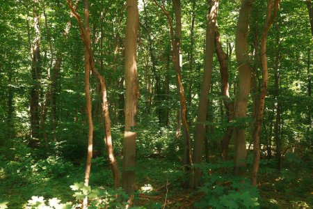 Foto de Árboles verdes en el bosque de verano, naturaleza y paisaje - Imagen libre de derechos