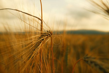 Téléchargez les photos : Champ de blé à la campagne, contexte agricole - en image libre de droit
