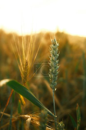 Photo for Field of golden wheat in the sun, agriculture background - Royalty Free Image