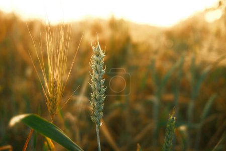 Photo for Close up of golden ears of wheat on a background of a sunset. wheat ears of rye in the field. - Royalty Free Image