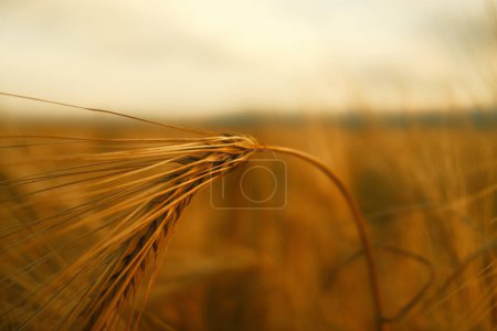Photo for Golden wheat field in summer, agriculture background - Royalty Free Image