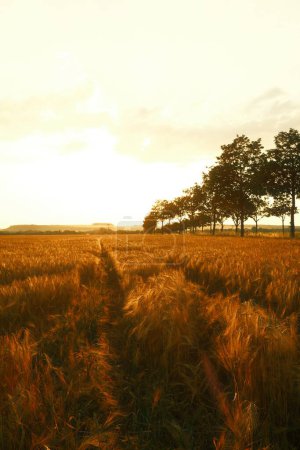 Téléchargez les photos : Magnifique coucher de soleil sur champ de blé mûr - en image libre de droit