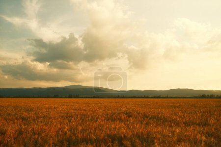 Photo for Field with golden wheat and clouds, agriculture background - Royalty Free Image