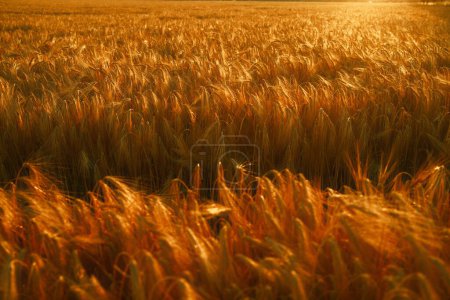 Photo for Field of wheat and sunset, agriculture background - Royalty Free Image