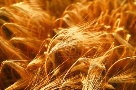 Foto de Hermosas espigas de trigo maduro dorado en el campo. cosecha de trigo, concepto de agricultura - Imagen libre de derechos