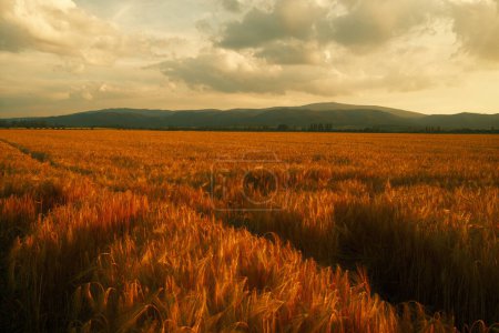 Téléchargez les photos : Coucher de soleil à la campagne sur le champ de blé - en image libre de droit