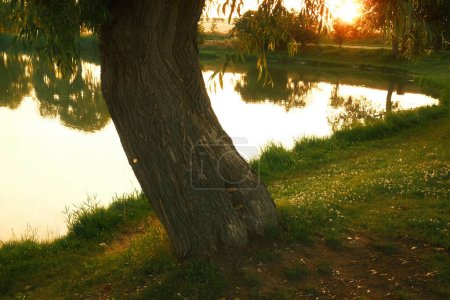 Téléchargez les photos : Grand arbre sur la rive du lac pendant le coucher du soleil - en image libre de droit
