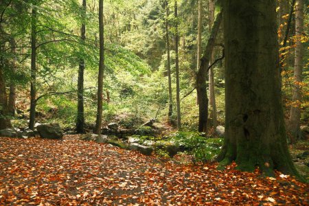 Téléchargez les photos : Belle forêt avec des arbres aux couleurs d'automne - en image libre de droit