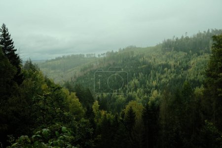 Photo for Beautiful view of the forest in the mountains - Royalty Free Image