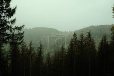 Téléchargez les photos : Belle forêt de montagne. Contexte naturel - en image libre de droit