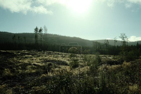 Foto de Hermoso paisaje con árboles en el bosque - Imagen libre de derechos