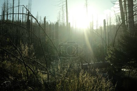 Téléchargez les photos : Arbres morts dans le parc national du Harz - en image libre de droit