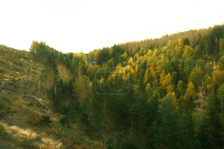 Foto de Hermoso bosque de otoño con árboles y montañas - Imagen libre de derechos