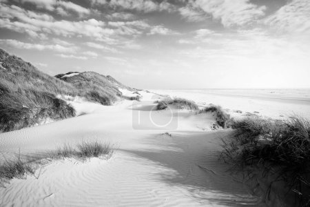 Téléchargez les photos : Un plan en niveaux de gris d'une belle dunes de sable par une journée ensoleillée avec une plage de sable - en image libre de droit