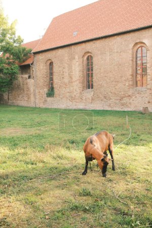 Téléchargez les photos : Pâturage de chèvres sur prairie verte au jardin du monastère - en image libre de droit