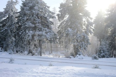 Téléchargez les photos : Forêt enneigée et route d'hiver - en image libre de droit