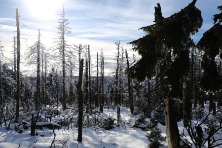 Foto de Bosque de invierno en las montañas. Fondo de naturaleza - Imagen libre de derechos
