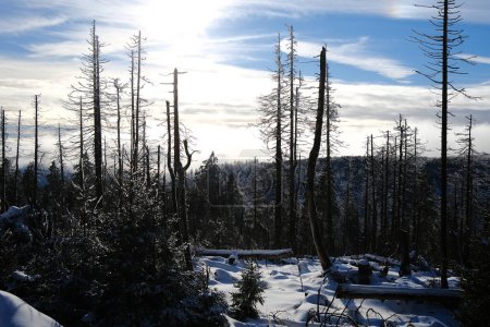 Foto de Nieve en el bosque de montaña. Fondo de naturaleza - Imagen libre de derechos