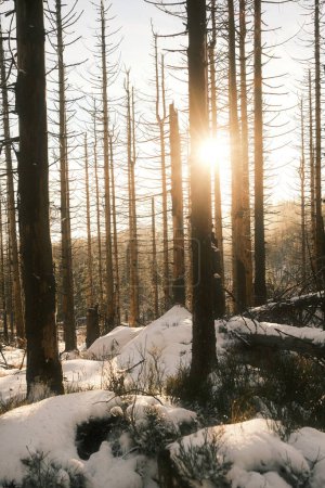 Téléchargez les photos : Belle forêt d'hiver avec des arbres enneigés. - en image libre de droit