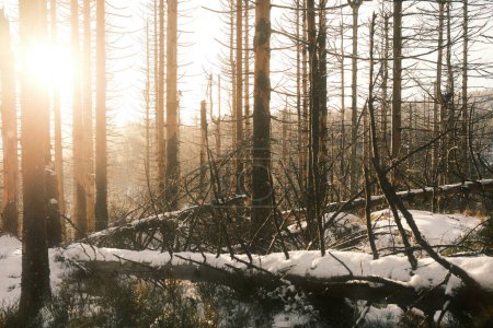 Téléchargez les photos : Paysage forestier d'hiver. de grands arbres sous la lumière du soleil. janvier jour givré dans le parc. - en image libre de droit