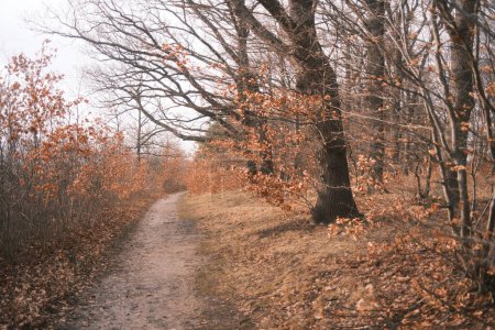 Foto de Otoño en el parque. camino vacío en el hermoso bosque - Imagen libre de derechos