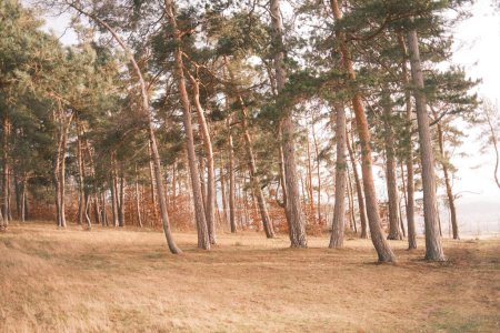 Téléchargez les photos : Belle vue sur la forêt de pins. Contexte naturel - en image libre de droit