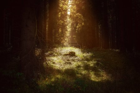 Téléchargez les photos : Mystérieuse forêt sombre mystérieuse en été avec le soleil qui brille dans les arbres - en image libre de droit