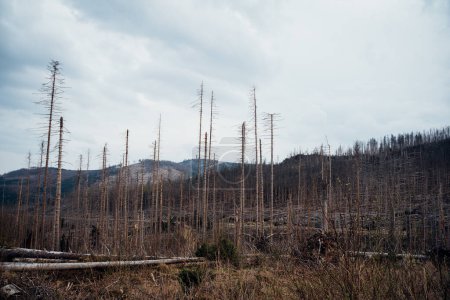 Téléchargez les photos : Arbres morts dans le parc national du Harz - en image libre de droit