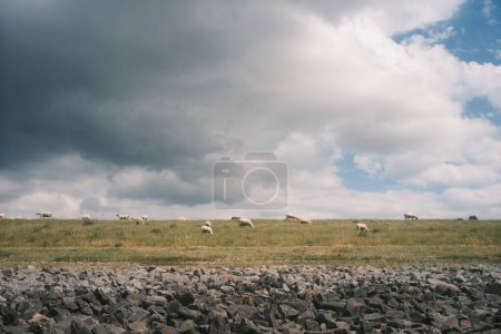 Téléchargez les photos : Pâturage des moutons dans les champs. Belle vue panoramique - en image libre de droit