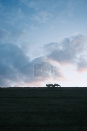 Téléchargez les photos : Pâturage des moutons sur la colline verte pendant le coucher du soleil - en image libre de droit