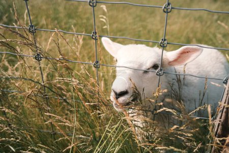 Foto de Oveja blanca en la hierba detrás de la cerca de metal - Imagen libre de derechos
